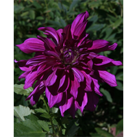 Stewardship Garden Tour Sept 4th Saturday: SAVE THE DATE