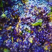Make Your Own Perfume in The Scent Garden Barn in Pescadero for Four